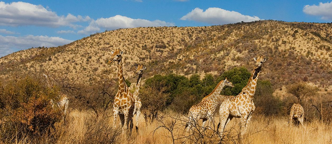 Black Rhino Game Lodge, Pilanesberg Nature Reserve